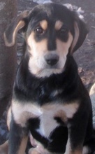 CONCHITA, Hund, Mischlingshund in Griechenland - Bild 21