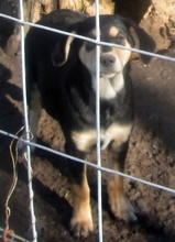 CONCHITA, Hund, Mischlingshund in Griechenland - Bild 26