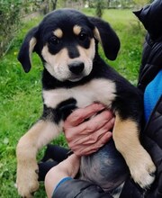 CONCHITA, Hund, Mischlingshund in Griechenland - Bild 29