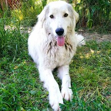 MANOLO, Hund, Griechischer Schäferhund-Mix in Griechenland - Bild 1