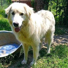 MANOLO, Hund, Griechischer Schäferhund-Mix in Griechenland - Bild 2