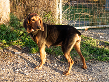 LOUISA, Hund, Mischlingshund in Gummersbach - Bild 10