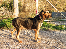 LOUISA, Hund, Mischlingshund in Gummersbach - Bild 11