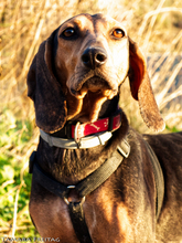 LOUISA, Hund, Mischlingshund in Gummersbach - Bild 6