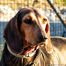 LOUISA, Hund, Mischlingshund in Gummersbach - Bild 7