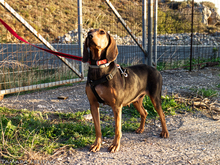 LOUISA, Hund, Mischlingshund in Gummersbach - Bild 9