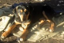GIZZY, Hund, Mischlingshund in Griechenland - Bild 11