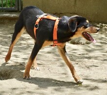 GIZZY, Hund, Mischlingshund in Griechenland - Bild 3
