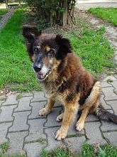 PAUL, Hund, Mischlingshund in Großröhrsdorf