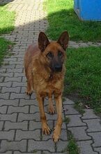 GLORY, Hund, Deutscher Schäferhund-Mix in Großröhrsdorf - Bild 1