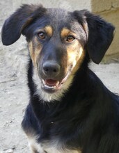 GRETA, Hund, Mischlingshund in Griechenland - Bild 11