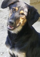 GRETA, Hund, Mischlingshund in Griechenland - Bild 12