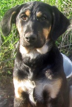 GRETA, Hund, Mischlingshund in Griechenland - Bild 17