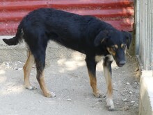 GRETA, Hund, Mischlingshund in Griechenland - Bild 2