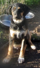 GRETA, Hund, Mischlingshund in Griechenland - Bild 23