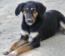 GRETA, Hund, Mischlingshund in Griechenland - Bild 4