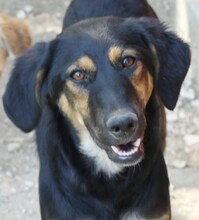 GRETA, Hund, Mischlingshund in Griechenland - Bild 5
