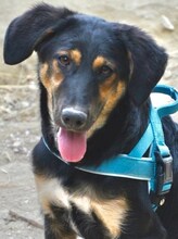 GRETA, Hund, Mischlingshund in Griechenland - Bild 6