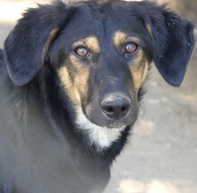 GRETA, Hund, Mischlingshund in Griechenland - Bild 7