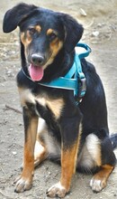 GRETA, Hund, Mischlingshund in Griechenland - Bild 8