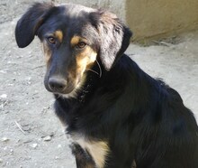 GRETA, Hund, Mischlingshund in Griechenland - Bild 9