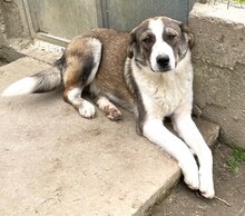 RALF, Hund, Mischlingshund in Griechenland - Bild 13