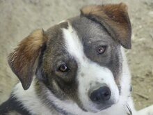 RALF, Hund, Mischlingshund in Griechenland - Bild 31