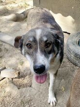 RALF, Hund, Mischlingshund in Griechenland - Bild 32