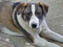 RALF, Hund, Mischlingshund in Griechenland - Bild 34