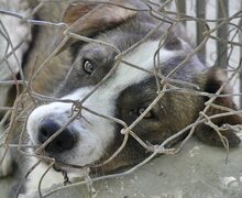 RALF, Hund, Mischlingshund in Griechenland - Bild 36