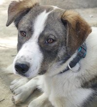 RALF, Hund, Mischlingshund in Griechenland - Bild 5