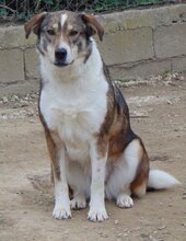 RUTH, Hund, Mischlingshund in Griechenland - Bild 10