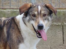 RUTH, Hund, Mischlingshund in Griechenland - Bild 11