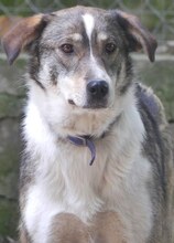 RUTH, Hund, Mischlingshund in Griechenland - Bild 12