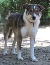 RUTH, Hund, Mischlingshund in Griechenland - Bild 13