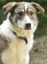 RUTH, Hund, Mischlingshund in Griechenland - Bild 14