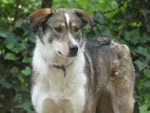 RUTH, Hund, Mischlingshund in Griechenland - Bild 15