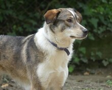 RUTH, Hund, Mischlingshund in Griechenland - Bild 17
