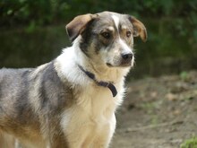RUTH, Hund, Mischlingshund in Griechenland - Bild 18