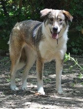 RUTH, Hund, Mischlingshund in Griechenland - Bild 19