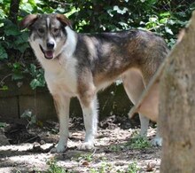 RUTH, Hund, Mischlingshund in Griechenland - Bild 20