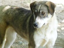 RUTH, Hund, Mischlingshund in Griechenland - Bild 26