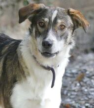 RUTH, Hund, Mischlingshund in Griechenland - Bild 27