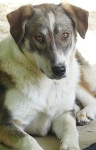 RUTH, Hund, Mischlingshund in Griechenland - Bild 28