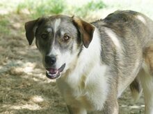 RUTH, Hund, Mischlingshund in Griechenland - Bild 29