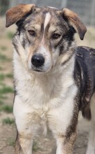 RUTH, Hund, Mischlingshund in Griechenland - Bild 3