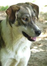 RUTH, Hund, Mischlingshund in Griechenland - Bild 33