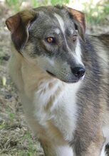 RUTH, Hund, Mischlingshund in Griechenland - Bild 35