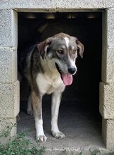 RUTH, Hund, Mischlingshund in Griechenland - Bild 36