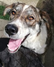 RUTH, Hund, Mischlingshund in Griechenland - Bild 38